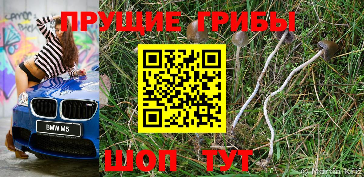 Тосно  Галлюциногенные грибы Psilocybine cubensis  Вход с VPN 